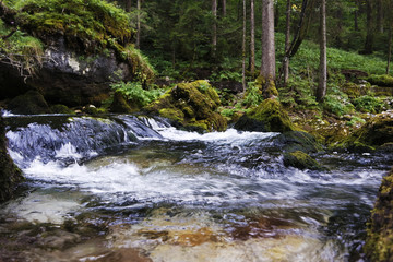 A creek in the forest