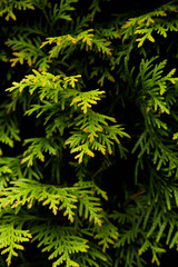 Thuja occidentalis 'Brabant' 