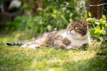 Naklejka na ściany i meble tabby white british shorthair cat relaxing outdoors lying on grass