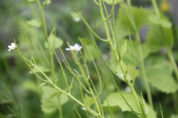 dew on the grass