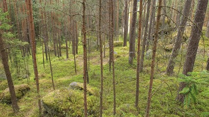 Stein wald Stone Wackelsteine Findlinge Ruhe 