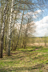 an edible mushroom of the Morel genus .Morels grow in spring in forests, parks, gardens, and steppes.Spring forest.