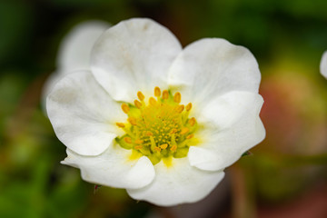 flower of strawberry is bloom in spring.