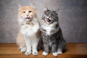 funn portrait of two hungry maine coon cats sitting side by side waiting for treats licking lips looking at camera