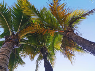 Colorful palm trees from Riviera Maya during a beautiful day in a Mexican resort.