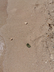 Close-up photo of sand and small shells from a peaceful beach in Riviera Maya, Mexico.