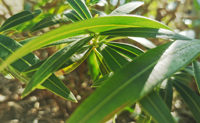 Green tropical leaves in the bright and warm sunlight of Riviera Maya in Mexico.