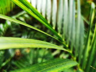 Macro focused on a part of long tropical leaves in the sunlight of Riviera Maya in Mexico.