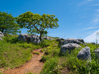 Tree on a karst plateau in Fukuoka prefecture, JAPAN. It is Hiraodai of karst plateau.