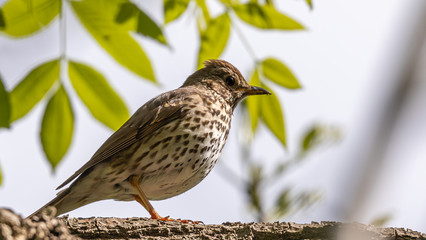 Song Thrush