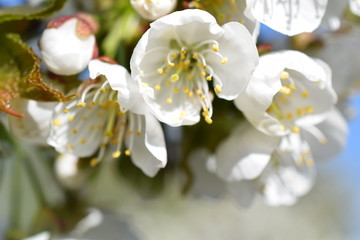 Kwitnące drzewo czereśniowe