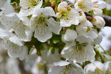 Kwitnące drzewo czereśniowe © sylandi