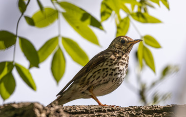 Song Thrush