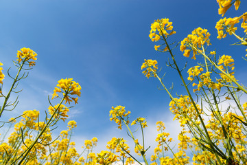 Obraz premium Canola flowers against blue sky