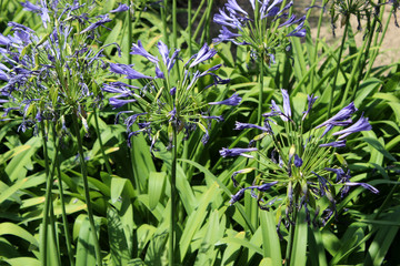 Obraz premium Agapanthus praecox (agapanto común,​ lila azul, lila africana​ o lila del Nilo)