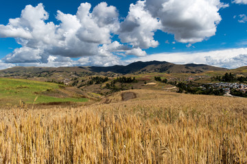 Fototapeta na wymiar Wheat fields in the heights of Cusco, Peru