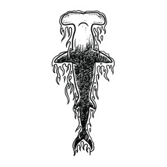 Shark vector illustration