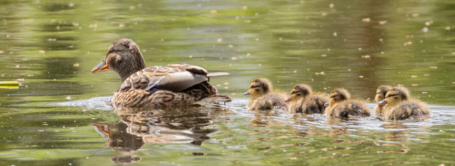 Mallard duck with chicks © David
