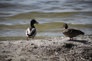 Kaczki woda  © Diana