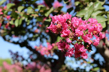 Flores rosas del árbol de Júpiter. También llamado Lagerstroemia indica (espumilla, lila de las Indias, lila del sur, crespón, crepe myrtle)