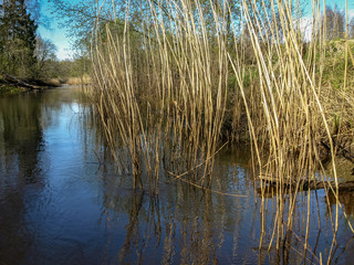 landscape with a small wild river bank, the first spring greenery, last year's reeds, tree...