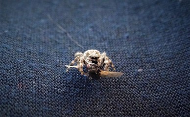 spider