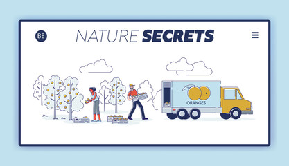 Concept Of Juice Production. Website Landing Page. Man And Woman Working On Fruit Plantation, Picking Oranges And Loading It Into Truck. Web Page Cartoon Linear Outline Flat Style Vector Illustration