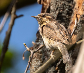 Eurasian Wryneck