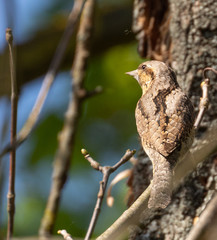 Eurasian Wryneck