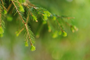 Macro shot of a young light green fir branch, close up.