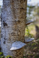 drei Baumpilze im Frühling