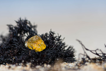 Beautiful piece of amber among the seaweed or algae on the sandy beach