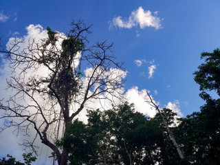 tree in the sky