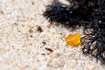 Beautiful piece of amber among the seaweed or algae on the sandy beach
