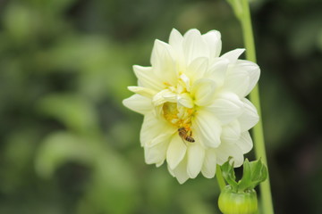 Zone d'abeilles sur les fleurs 