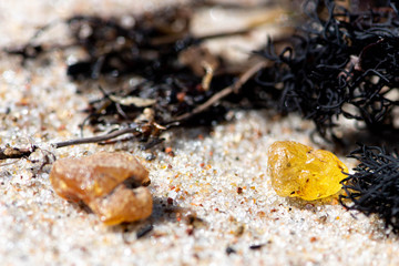 Beautiful pieces of amber among the seaweed or algae on the sandy beach