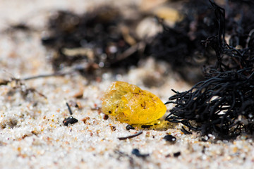 Beautiful piece of amber among the seaweed or algae on the sandy beach