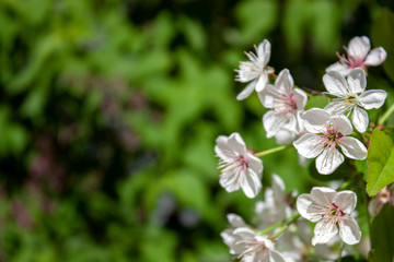 Apple tree blossoms in spring. White flowers of apple tree on a background of fuzzy green leaves. Flowers of apple trees and green leaves at the end of the branch.