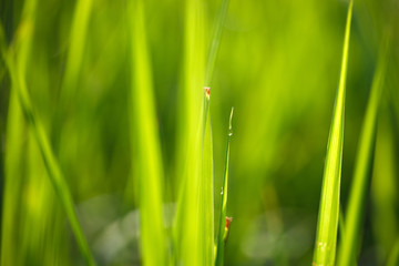 Raindrops on a long green grass on a green background blurred with morning sunlight.