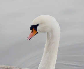 Fototapeta premium Close up of a Mute Swan on the river