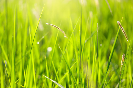 Blurred images of grass and flowers with water droplets and morning sunlight.