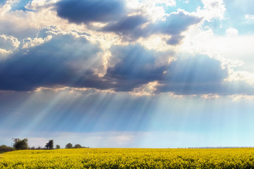 Scenic spring landscape of colorful field and trees on horizon. Field with rapeseed. Colorful vibrant sky with the rays of the sun break through the clouds. Romantic and peaceful scene