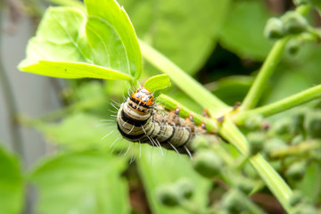Caterpillars are feeding on leaves for food with blurred of green background. White caterpillars eating leaves in the garden.