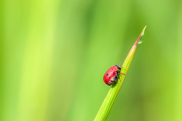 Ladybug perched on a long pointed blade of grass with raindrops perched on the tip of the leaf on blurred green background with morning sunlight. ecology concept.