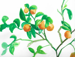Water color painting of branches full of orange fruits and green leaves on white background.