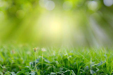 Fototapeta na wymiar Natural green grass on bokeh and rays with sunlight and blurred greenery background in garden with copy space. Safe world and ecology concept.