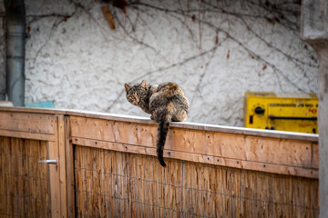 tabby cat sitting on a wooden fence