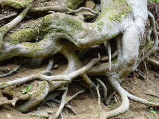 Urzeitlich anmutendes, gigantisches Wurzelgeflecht in einem deutschen Waldgebiet
