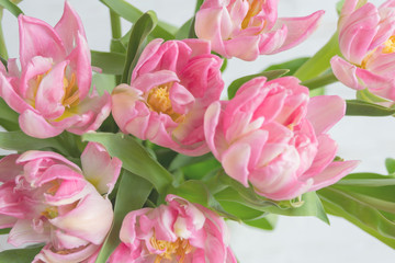 Beautiful delicate pink tulips on a white background. Holiday concept.