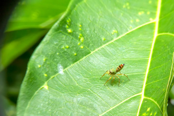 Close up of the jumping spider on green leaf in the forest. Green spider with green leaves background.